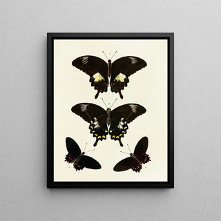 Pieter Cramer - Foreign butterflies occurring in the three continents Asia Africa and America Pl085.webp