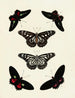 Butterflies from different countries present on the three continents Asia, Africa, and America Pl086 - Pieter Cramer — artwork view