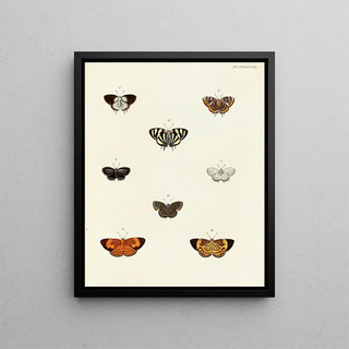 Pieter Cramer - Foreign butterflies occurring in the three continents Asia Africa and America Pl089.webp