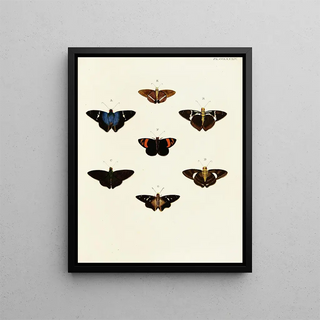 Pieter Cramer - Foreign butterflies occurring in the three continents Asia Africa and America Pl091.webp