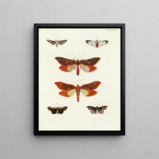 Pieter Cramer - Foreign butterflies occurring in the three continents Asia Africa and America Pl093.webp