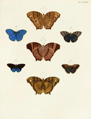 Pieter Cramer - Foreign butterflies occurring in the three continents Asia Africa and America Pl099.webp