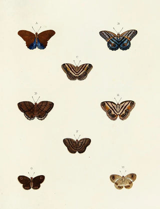 Pieter Cramer - Foreign butterflies occurring in the three continents Asia Africa and America Pl100.webp