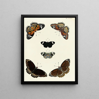 Pieter Cramer - Foreign butterflies occurring in the three continents Asia Africa and America Pl101.webp
