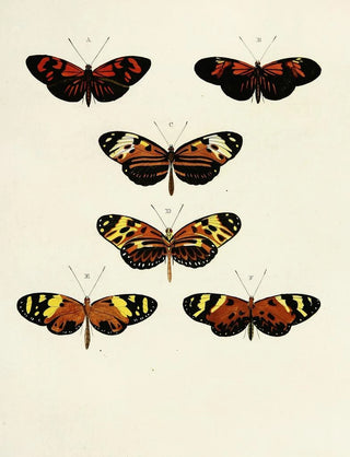 Pieter Cramer - Foreign butterflies occurring in the three continents Asia Africa and America Pl103.webp