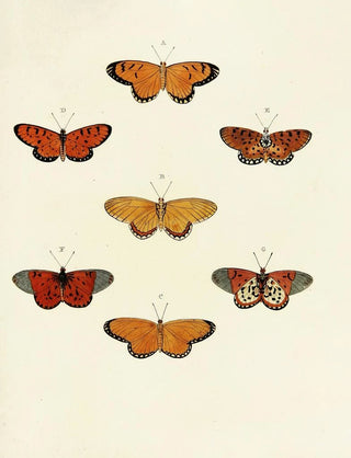 Pieter Cramer - Foreign butterflies occurring in the three continents Asia Africa and America Pl104.webp