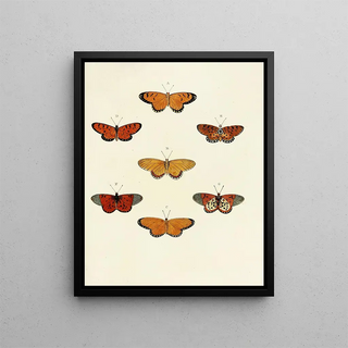 Pieter Cramer - Foreign butterflies occurring in the three continents Asia Africa and America Pl104.webp