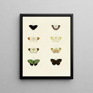 Pieter Cramer - Foreign butterflies occurring in the three continents Asia Africa and America Pl105.webp