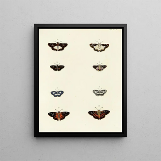 Pieter Cramer - Foreign butterflies occurring in the three continents Asia Africa and America Pl106.webp
