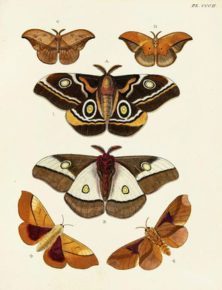 Pieter Cramer - Foreign butterflies occurring in the three continents Asia Africa and America Pl108.webp