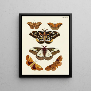 Pieter Cramer - Foreign butterflies occurring in the three continents Asia Africa and America Pl108.webp