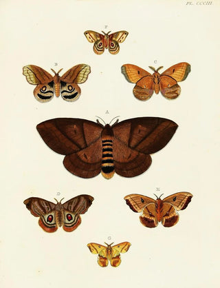 Pieter Cramer - Foreign butterflies occurring in the three continents Asia Africa and America Pl109.webp