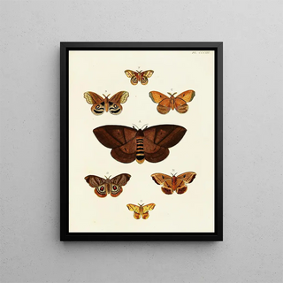 Pieter Cramer - Foreign butterflies occurring in the three continents Asia Africa and America Pl109.webp