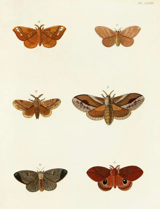Pieter Cramer - Foreign butterflies occurring in the three continents Asia Africa and America Pl110.webp