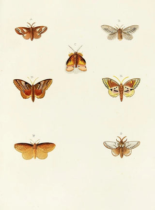 Pieter Cramer - Foreign butterflies occurring in the three continents Asia Africa and America Pl112.webp