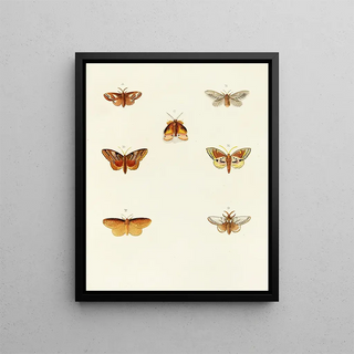 Pieter Cramer - Foreign butterflies occurring in the three continents Asia Africa and America Pl112.webp