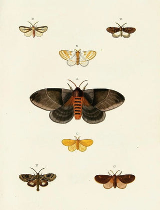 Pieter Cramer - Foreign butterflies occurring in the three continents Asia Africa and America Pl113.webp