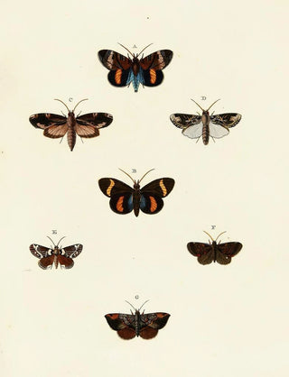 Pieter Cramer - Foreign butterflies occurring in the three continents Asia Africa and America Pl116.webp