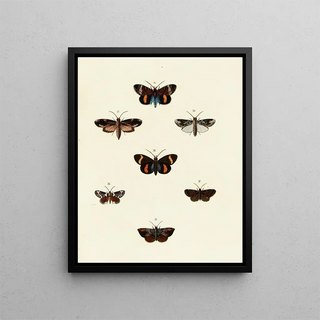 Pieter Cramer - Foreign butterflies occurring in the three continents Asia Africa and America Pl116.webp
