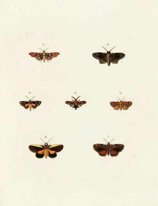 Pieter Cramer - Foreign butterflies occurring in the three continents Asia Africa and America Pl118.webp