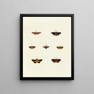 Pieter Cramer - Foreign butterflies occurring in the three continents Asia Africa and America Pl118.webp