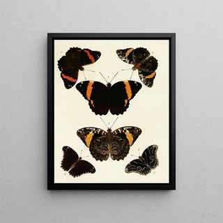 Pieter Cramer - Foreign butterflies occurring in the three continents Asia Africa and America Pl119.webp