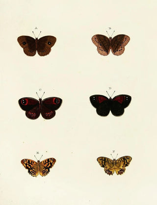 Pieter Cramer - Foreign butterflies occurring in the three continents Asia Africa and America Pl120.webp