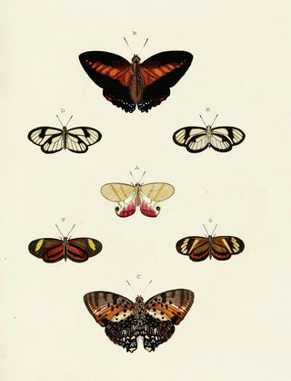 Pieter Cramer - Foreign butterflies occurring in the three continents Asia Africa and America Pl121.webp