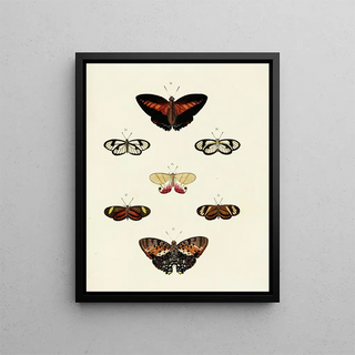 Pieter Cramer - Foreign butterflies occurring in the three continents Asia Africa and America Pl121.webp