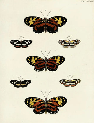 Pieter Cramer - Foreign butterflies occurring in the three continents Asia Africa and America Pl122.webp
