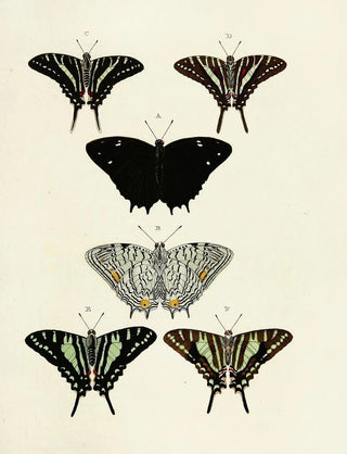 Pieter Cramer - Foreign butterflies occurring in the three continents Asia Africa and America Pl123.webp
