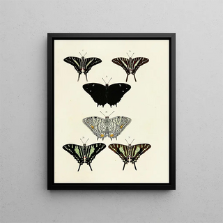 Pieter Cramer - Foreign butterflies occurring in the three continents Asia Africa and America Pl123.webp