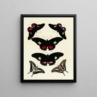 Pieter Cramer - Foreign butterflies occurring in the three continents Asia Africa and America Pl124.webp