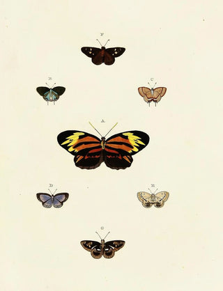Pieter Cramer - Foreign butterflies occurring in the three continents Asia Africa and America Pl125.webp