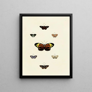 Pieter Cramer - Foreign butterflies occurring in the three continents Asia Africa and America Pl125.webp