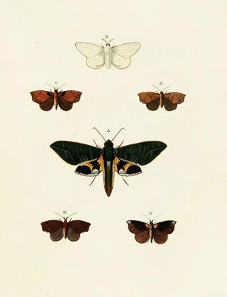 Pieter Cramer - Foreign butterflies occurring in the three continents Asia Africa and America Pl127.webp
