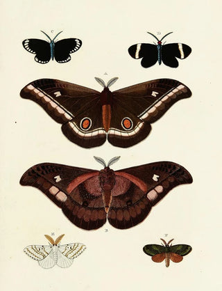 Pieter Cramer - Foreign butterflies occurring in the three continents Asia Africa and America Pl128.webp