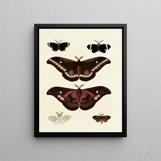 Pieter Cramer - Foreign butterflies occurring in the three continents Asia Africa and America Pl128.webp
