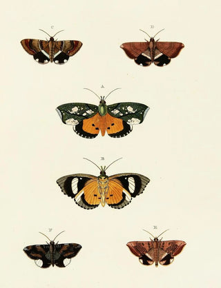 Pieter Cramer - Foreign butterflies occurring in the three continents Asia Africa and America Pl129.webp