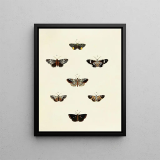 Pieter Cramer - Foreign butterflies occurring in the three continents Asia Africa and America Pl130.webp