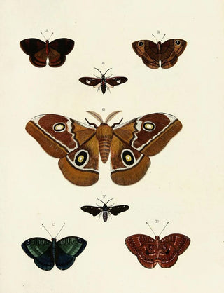 Pieter Cramer - Foreign butterflies occurring in the three continents Asia Africa and America Pl131.webp