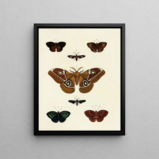 Pieter Cramer - Foreign butterflies occurring in the three continents Asia Africa and America Pl131.webp