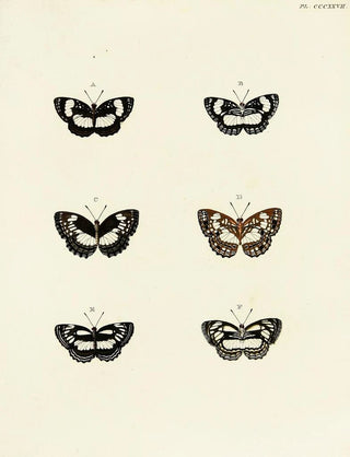 Pieter Cramer - Foreign butterflies occurring in the three continents Asia Africa and America Pl133.webp