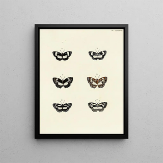 Pieter Cramer - Foreign butterflies occurring in the three continents Asia Africa and America Pl133.webp