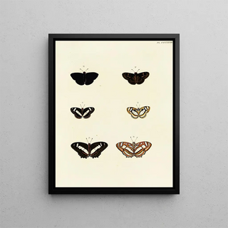 Pieter Cramer - Foreign butterflies occurring in the three continents Asia Africa and America Pl134.webp