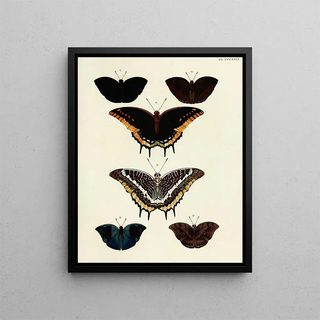 Pieter Cramer - Foreign butterflies occurring in the three continents Asia Africa and America Pl135.webp