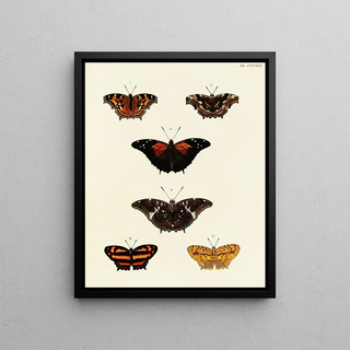 Pieter Cramer - Foreign butterflies occurring in the three continents Asia Africa and America Pl136.webp