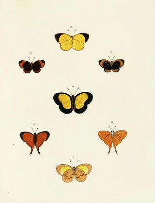 Pieter Cramer - Foreign butterflies occurring in the three continents Asia Africa and America Pl137.webp