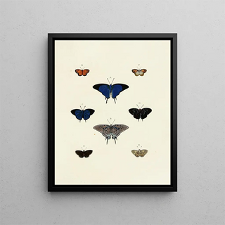 Pieter Cramer - Foreign butterflies occurring in the three continents Asia Africa and America Pl138.webp