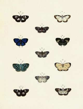 Pieter Cramer - Foreign butterflies occurring in the three continents Asia Africa and America Pl140.webp